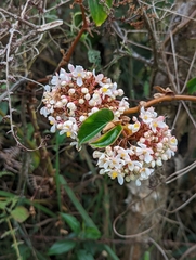 Begonia meridensis