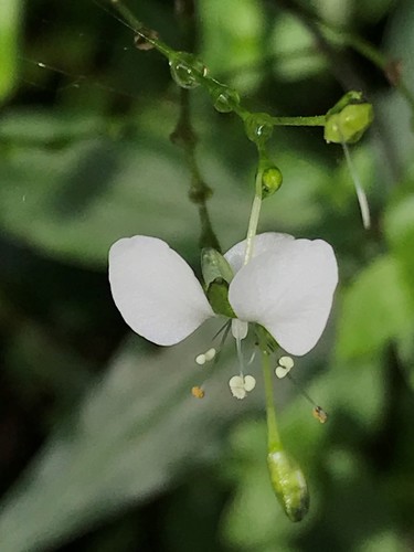 Aneilema acuminatum R.Br.