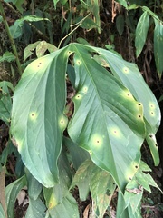 Flamingo Flower (Anthurium alatum)