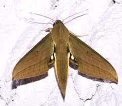 Xylophanes crotonis