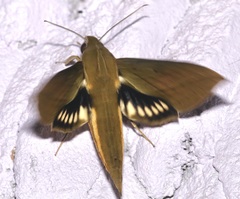Xylophanes crotonis