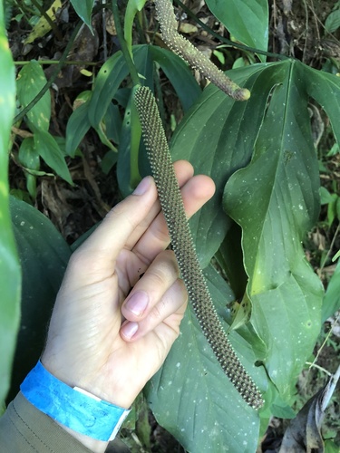 Anthurium alatum