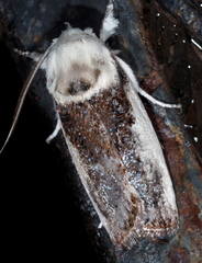 Cryptophasa albacosta