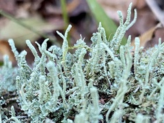 Cladonia subradiata