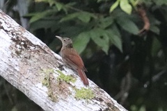 Xiphorhynchus obsoletus