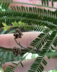Dasineura rubiformis