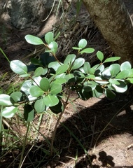 Rhaphiolepis umbellata
