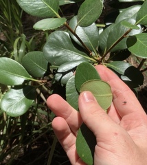 Rhaphiolepis umbellata