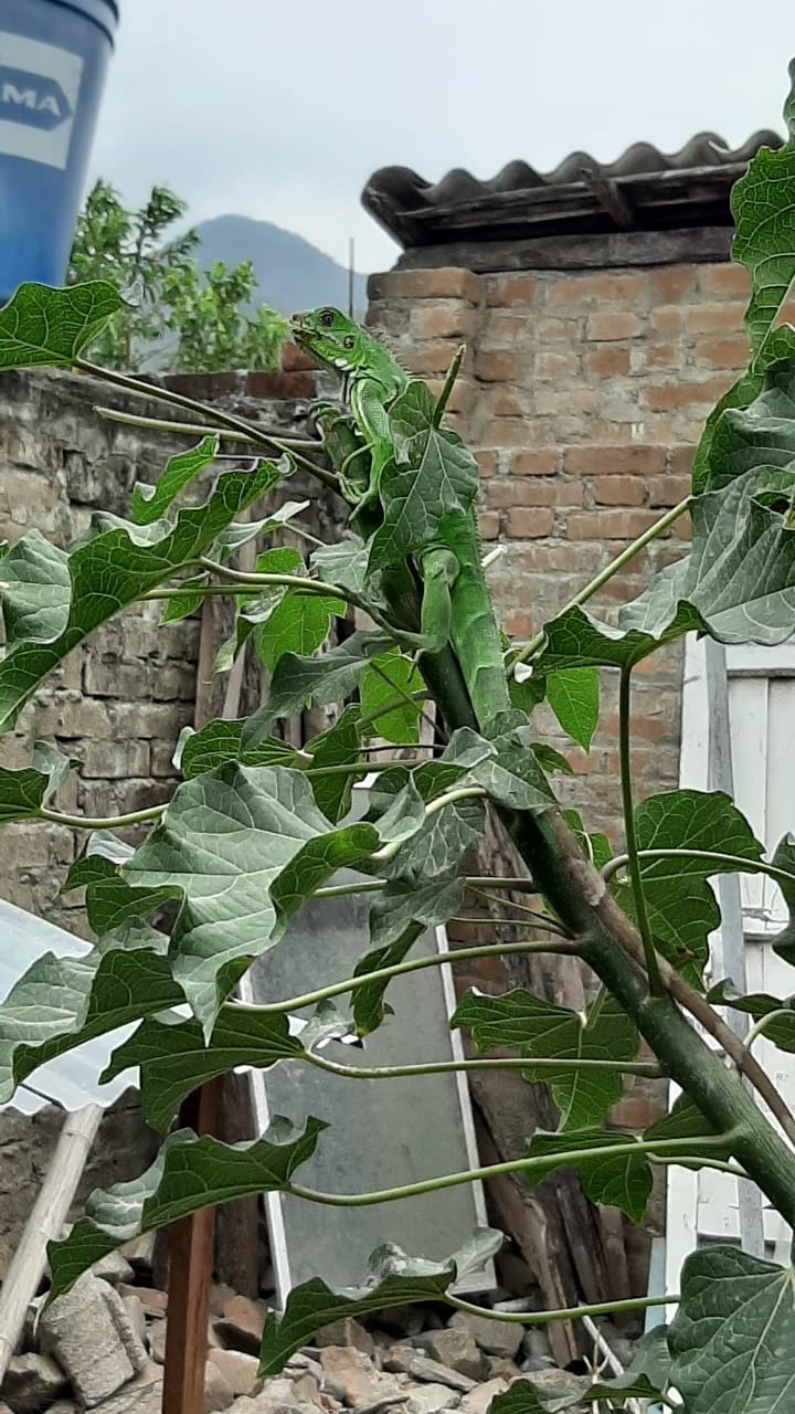 Iguana image