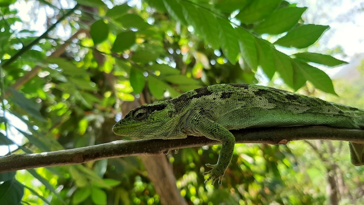 Iguana image