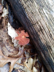 Collybiopsis biformis