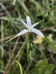Rhynchospora colorata image