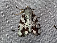 Condica hippia