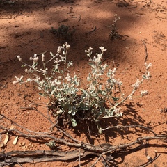 Ptilotus sessilifolius