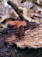 Collybiopsis biformis