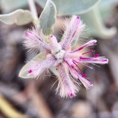 Ptilotus sessilifolius