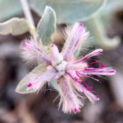 Ptilotus sessilifolius