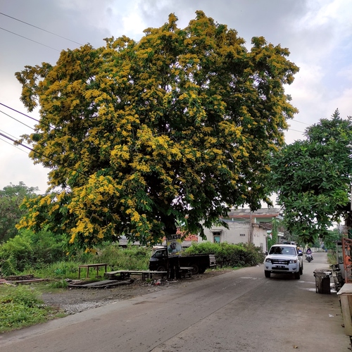 Pterocarpus indicus