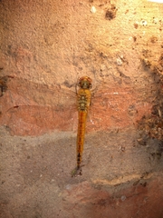 Pantala flavescens
