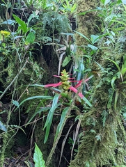 Guzmania squarrosa