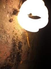 Pantala flavescens