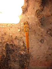 Pantala flavescens