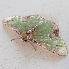 Eucyclodes buprestaria