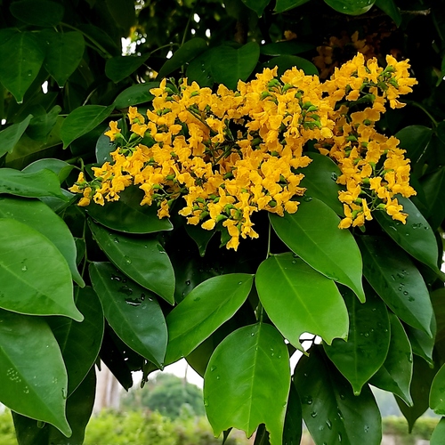 Pterocarpus indicus