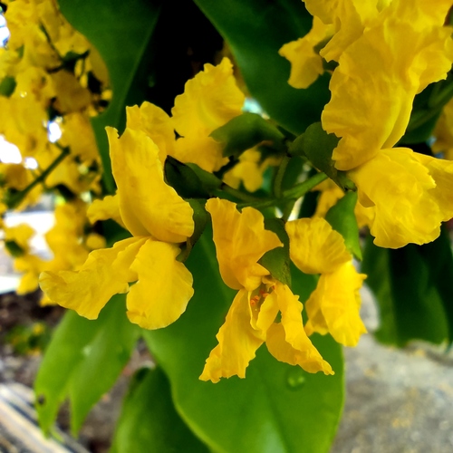 Pterocarpus indicus