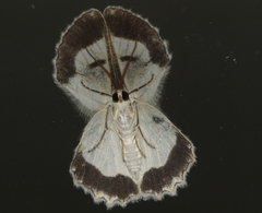 Pingasa cinerea