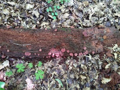 Callistosporium purpureomarginatum