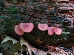 Callistosporium purpureomarginatum