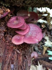 Callistosporium purpureomarginatum