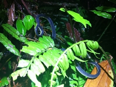 Synophis lasallei