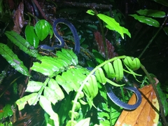 Synophis lasallei