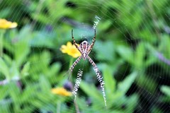 Argiope magnifica