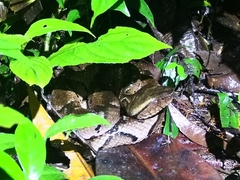 Bothrocophias hyoprora