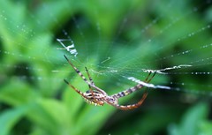 Argiope magnifica