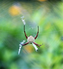 Argiope magnifica