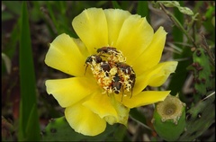 Trichiotinus rufobrunneus