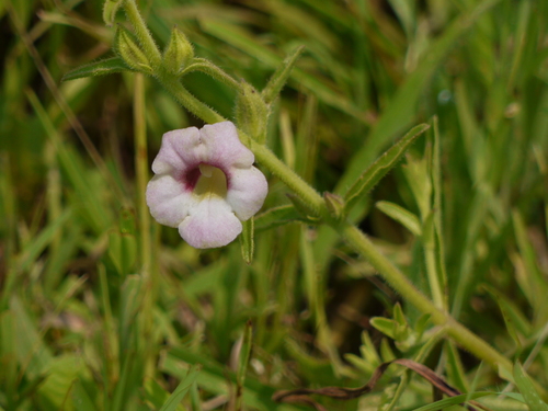Centranthera indica (L.) Gamble