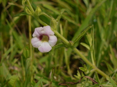 Centranthera indica