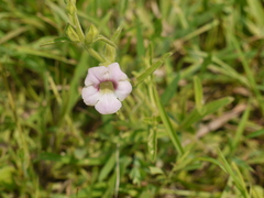 Centranthera indica