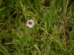 Centranthera indica