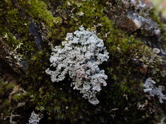 Stereocaulon sterile
