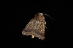 Proteuxoa tetronycha