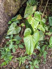Anthurium obtusilobum
