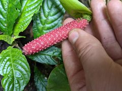 Anthurium obtusilobum