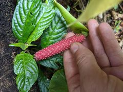 Anthurium obtusilobum