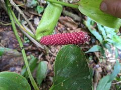 Anthurium obtusilobum